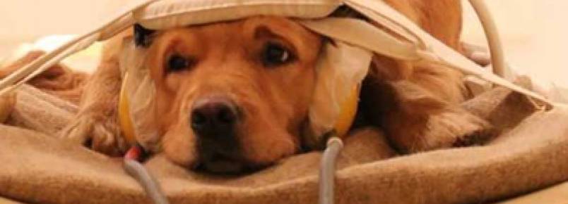 Cachorros entendem as emoções dos donos