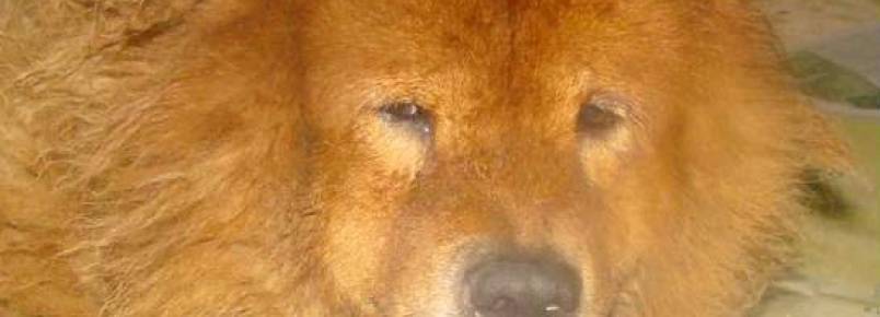 Clinvet adverte: Não deixe os pelos de seu amiguinho de quatro patas embolarem.