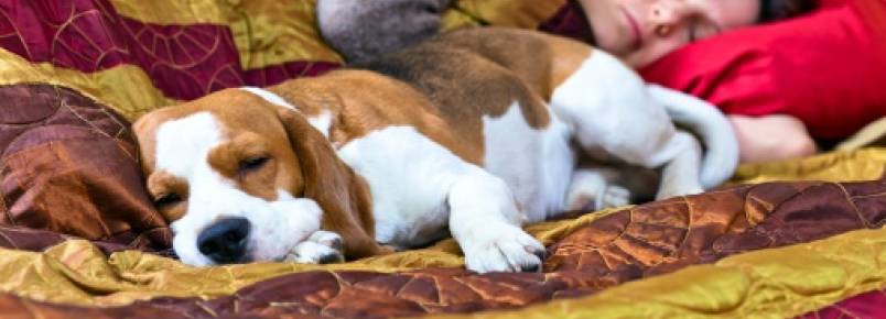 Coisas que aprendemos com os cães