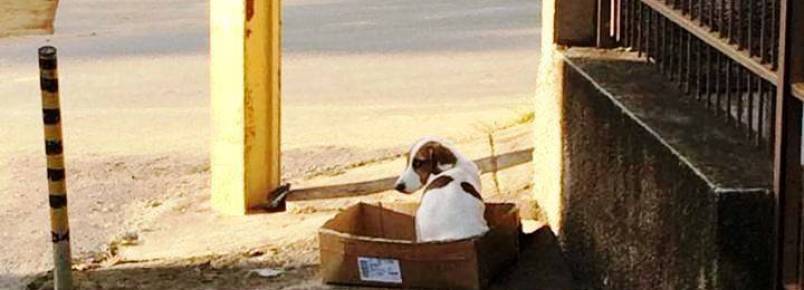Covarde abandona e amarra cão no poste durante a noite.