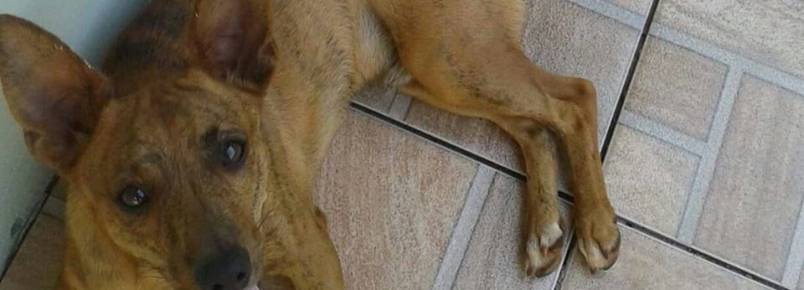 Vamos achar Tampinha. Cãozinho sumiu na região do Paraná 