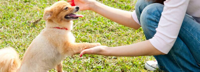 Como cumprimentar um cachorro pela primeira vez