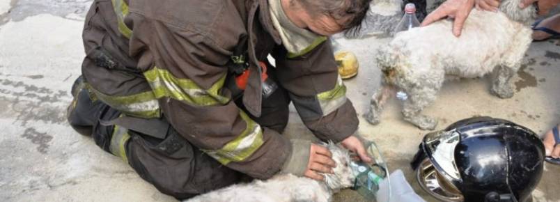 Cachorros so resgatados de casa em chamas no interior de SP