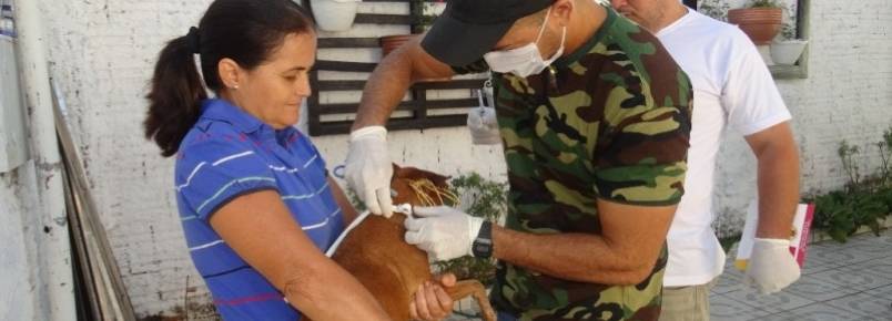 Cães de Gurupi continuam recebendo coleira para o controle da leishmaniose