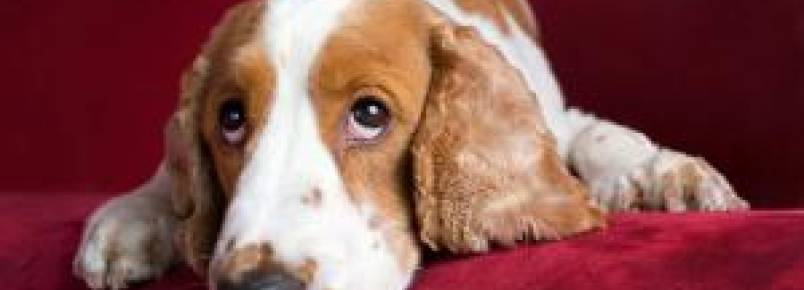 Estudo revela que a vida agitada dos tutores está deixando os cães mais ansiosos e depressivos