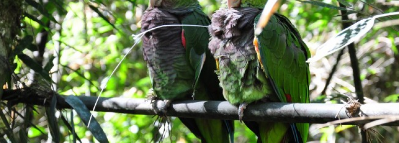 Parque das Araucárias recebe de volta seus naturais habitantes