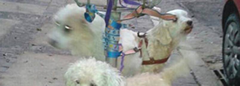 Tutora abandona três cachorros presos em lixeira em São Paulo