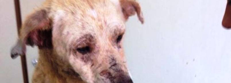 Moradora arrecada fundos para tratar de cachorro abandonado em Araquari