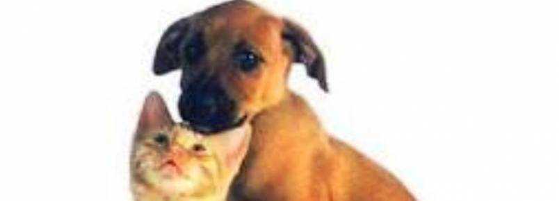 Boavista Shopping promove um fim de semana “bom pra cachorro”