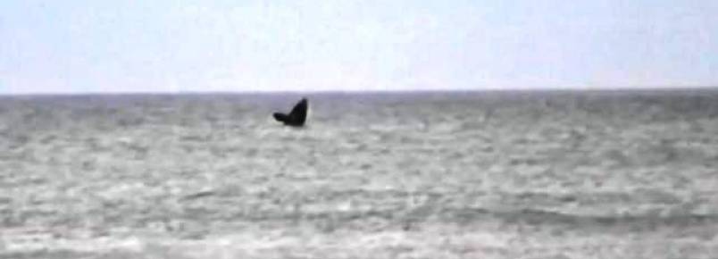 VDEO: baleias so avistadas em Capo da Canoa e Nova Tramanda