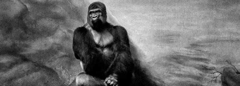 Fotógrafo registra a solitária vida de animais no zoológico