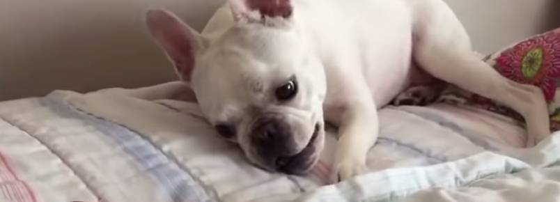 Buldog ganha petisco gigante e não sabe como comer