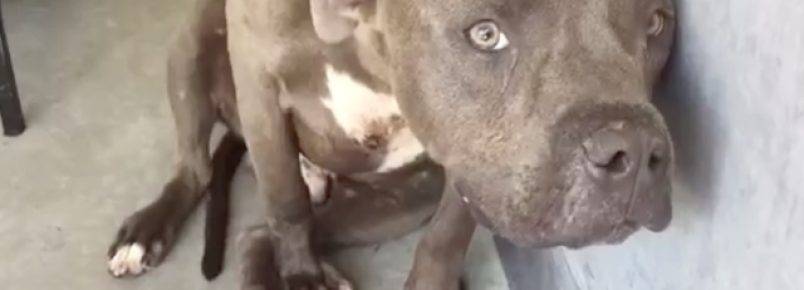 Um pit bull foi classificado como agressivo pela equipe do abrigo, mas só precisava de amor 