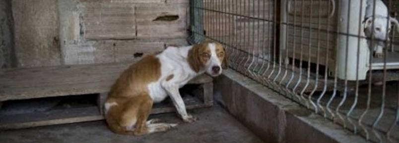 24 cães apreendidos por suspeita de maus tratos 