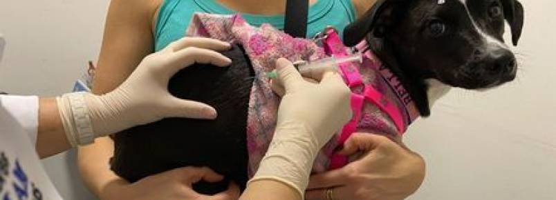 Entenda a importância da vacinação de cachorros