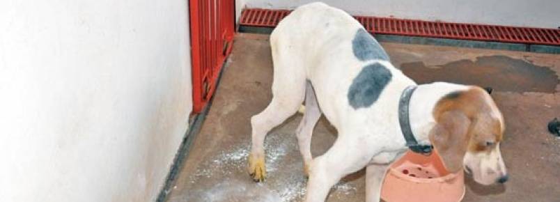 Leishmaniose canina tem tratamento