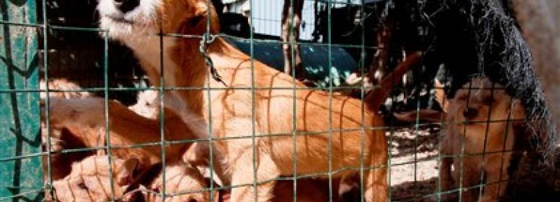 Seis processos-crime instaurados por maus tratos a animais