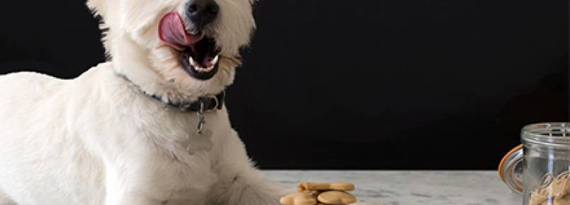 Verão: 4 receitas refrescantes de petiscos para seu cão
