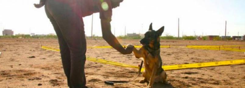 Cães farejam minas terrestres para salvar vidas no Sudão
