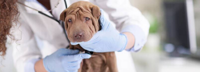 O que deve conter uma maleta de primeiros socorros para animais de estimação