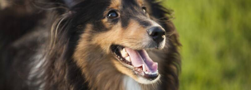 Linguagem: Meu cão não fala e por isso eu o entendo