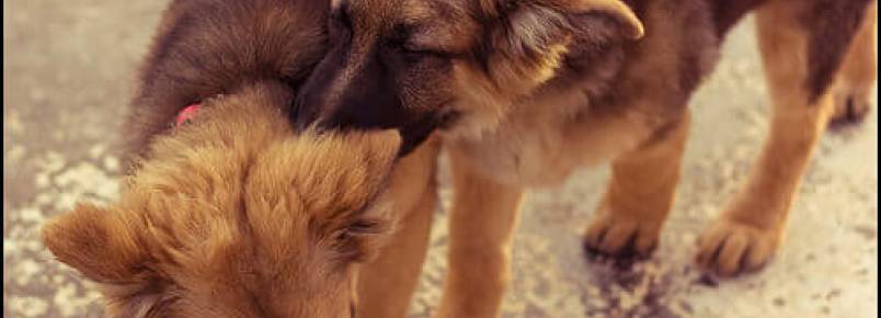 Como intervir em uma briga de cães