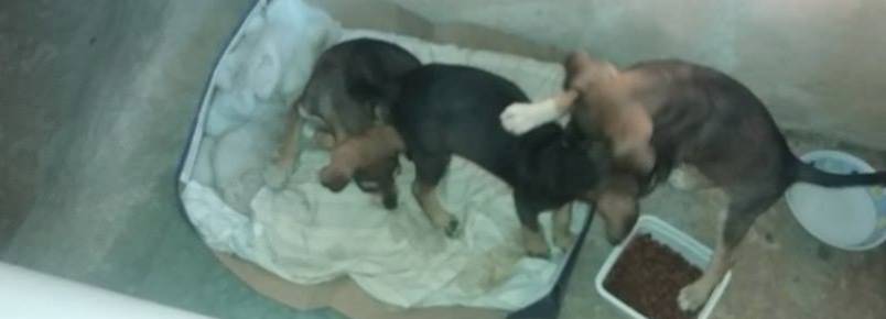 Cães precisam de ajuda em Itabira