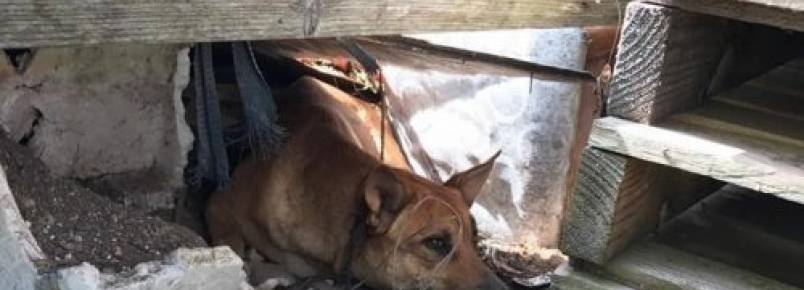 Cadela abandonada se esconde debaixo de uma casa para proteger seus filhotes