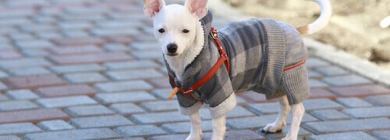Como cuidar de seu cão no inverno