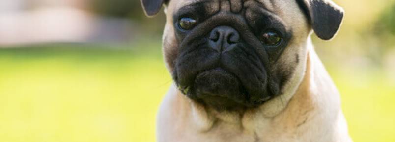 Como limpar as remelas de seu cão?