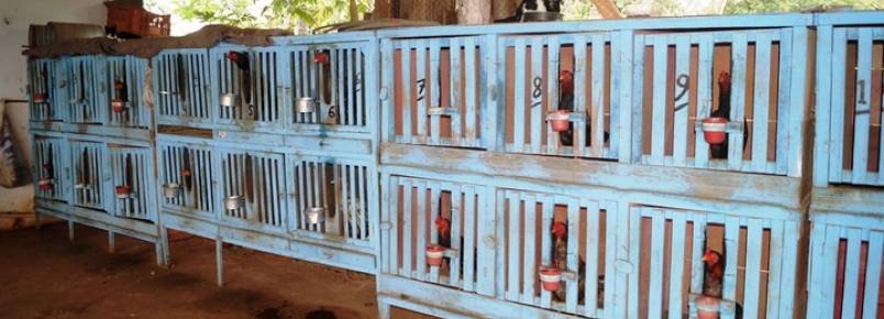 Semmac apreende 54 galos de rinha em uma chcara em Catalo