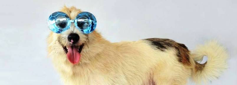 Fotógrafa cria ensaio divertido para incentivar adoção de animais