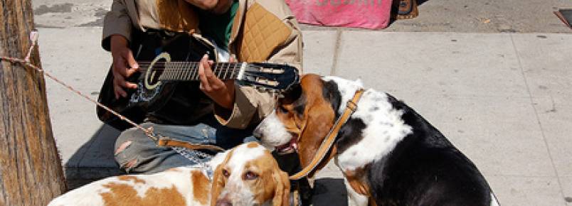 Música clássica ajuda cachorros a relaxarem