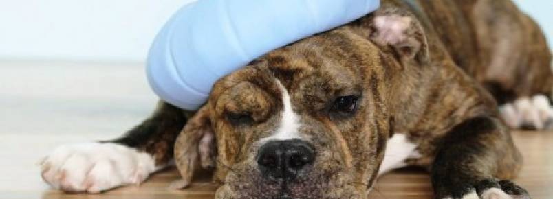 Saiba reconhecer 10 sinais de que seu cão pode estar doente