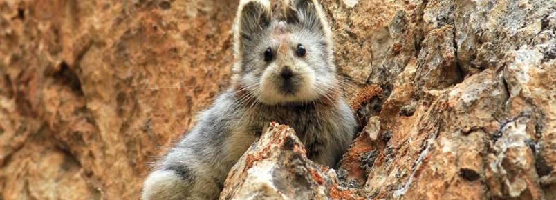 É um urso ou um coelho? Não, é um animal em risco de extinção!