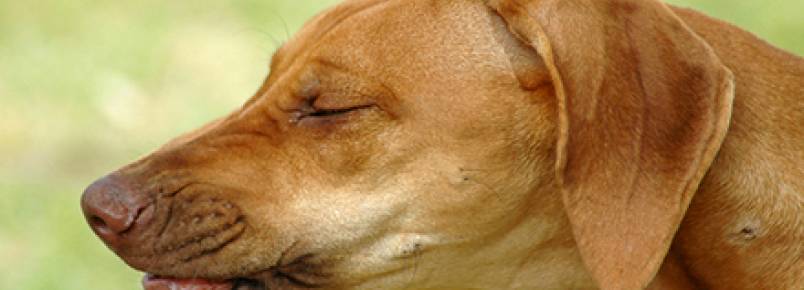 Espirro reverso em cães: você sabe o que é?