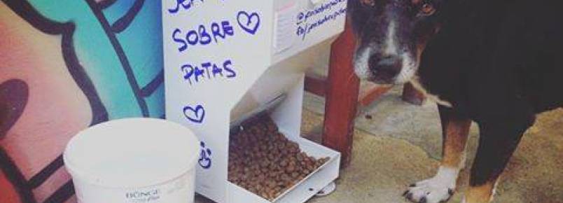 Associação distribui comedouros comunitários para animais de rua em Jericoacoara (CE)