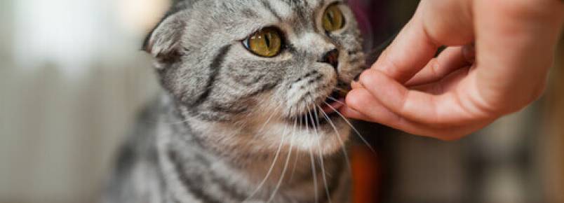 Como alimentar os gatos idosos