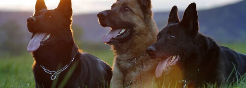 5 comportamentos dos cães que tentam atacar