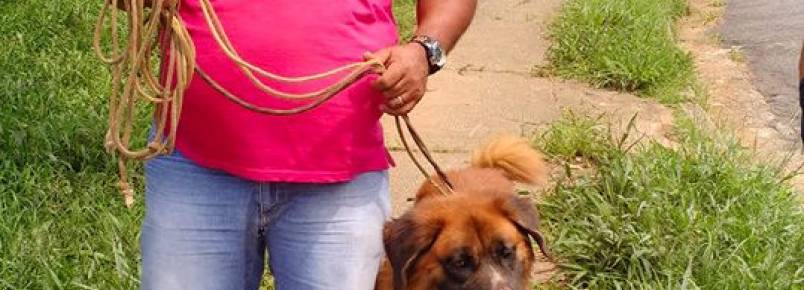 Cachorro que viveu 3 anos preso encontra um novo lar