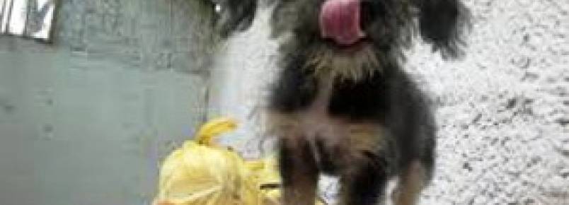 Trabalho motivado por amor, diz veterinária da Sociedade Protetora dos Animais