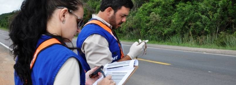 Gesto Ambiental monitora animais atropelados durante a duplicao da BR-116/RS