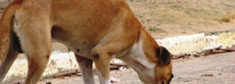 Animais domésticos são vítimas de abandono em Ribeirão Pires (SP)