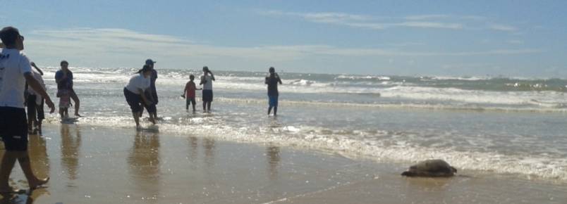 Após tratamento, Tartaruga Cabeçuda é devolvida ao mar