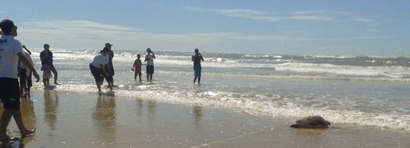 Aps tratamento, Tartaruga Cabeuda  devolvida ao mar