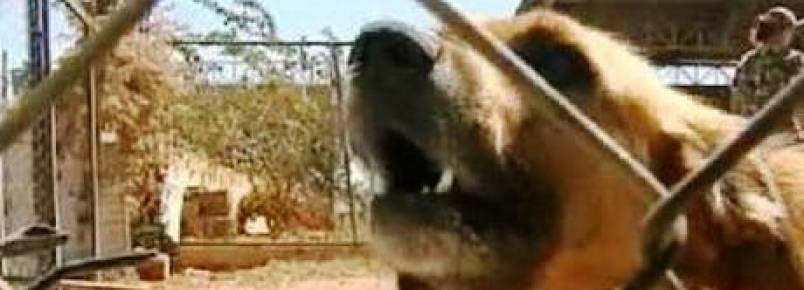 Projeto que limita entrada de cães em parques divide opiniões e será debatido com a sociedade no DF