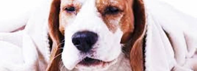 Cachorro tossindo seco – O que pode ser? Como evitar?