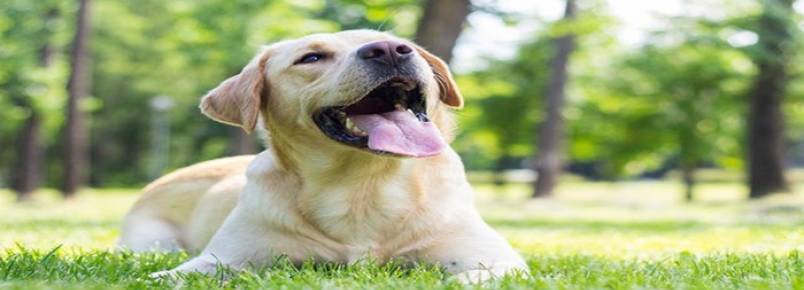 Cachorro pode ficar no sol: Quanto tempo?