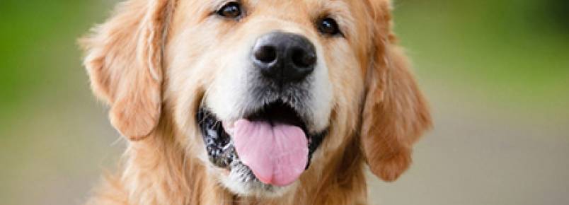 Por que os cães ficam com a língua de fora?