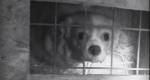 Cães criados em condições degradantes em Inglaterra